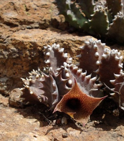 Huernia loeseneriana old and new stems